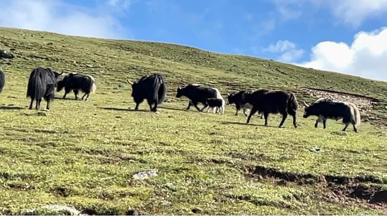 Dagala Thousand Lakes Trek with Himalayan mountain views and yaks, Bhutan